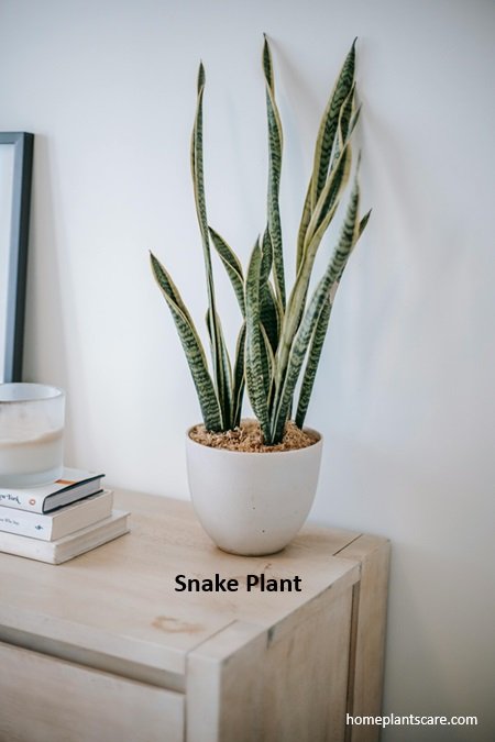 Discover the Best House Plants Online