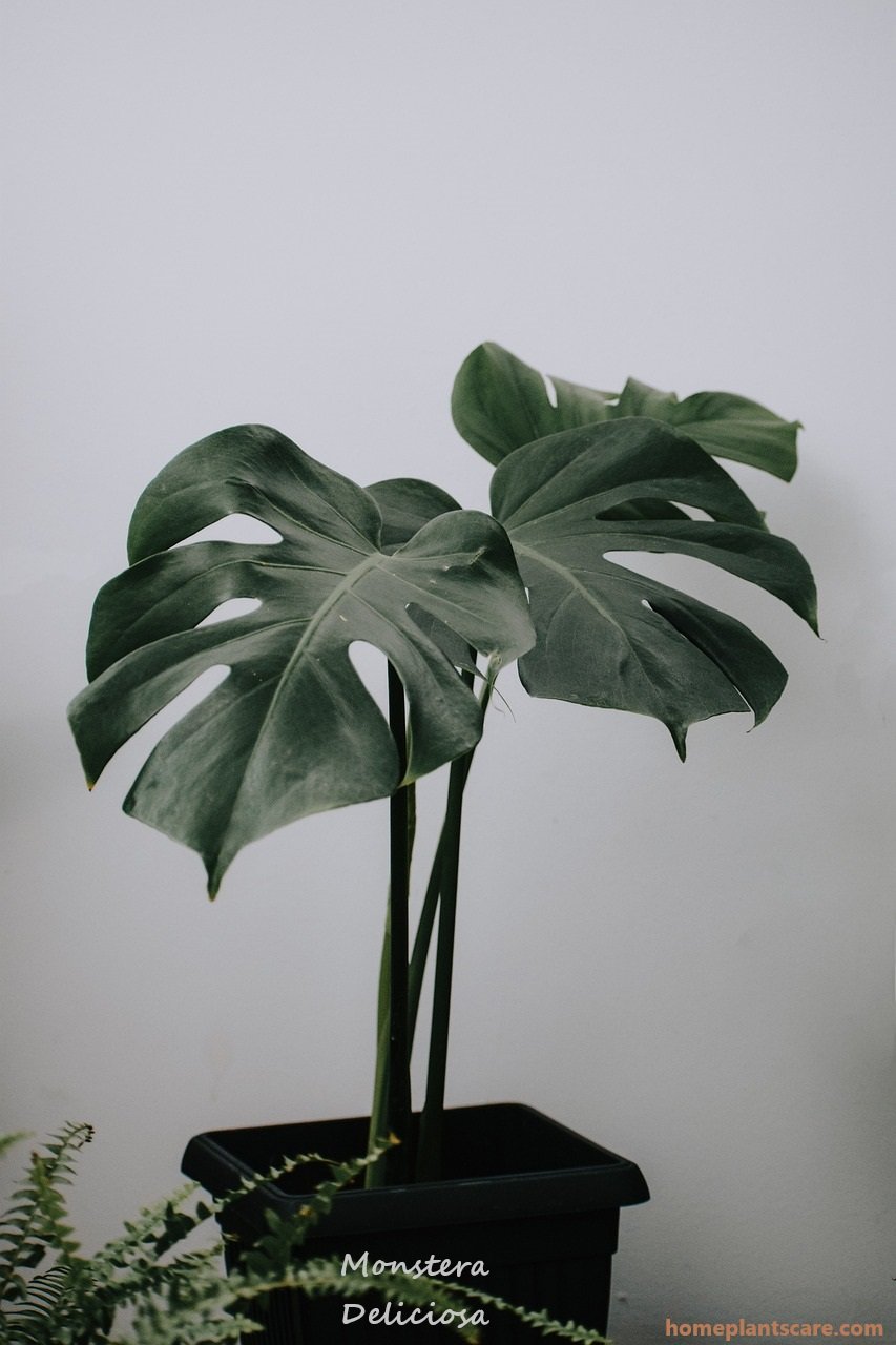 Discover the Best House Plants Online