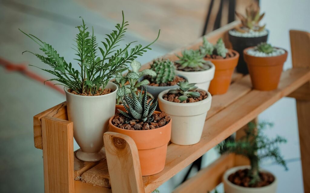 Indoor Plant Trends